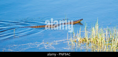 Tiger i serpenti sono altamente velenosi specie di serpente trovato nelle regioni meridionali dell'Australia, questo esempio è a caccia di rane al Lago di pastore in WA. Foto Stock