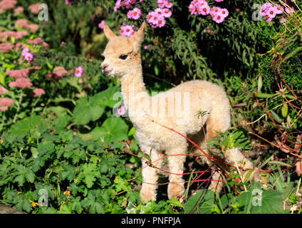 Fattoria Bocketts, Surrey, Regno Unito. Xxi Sett 2018. Un simpatico e soffice alpaca è stato sopportato a Bocketts Farm in Surrey. Un giorno il vecchio cria, ancora di essere chiamato, è raffigurato qui con mamma rovo, tre, il suo primo figlio. L'azienda sarà in esecuzione di un concorso per il nome del nuovo arrivo sui social media. Heavy Rain e venti forti sono impostati per colpire parti delle Isole Britanniche oggi come la variegata meteo dalla tempesta Ali continua. Credito: Oliver Dixon/Alamy Live News Foto Stock