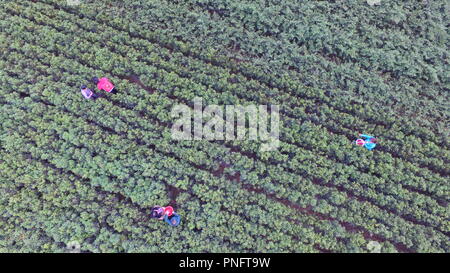 Shijiazhuang cinese nella provincia di Hebei. Xx Settembre, 2018. Gli agricoltori pick peperoni rossi in Hou'anshang villaggio di Handan città del nord della Cina nella provincia di Hebei, Sett. 20, 2018. Credito: Wang Xiao/Xinhua/Alamy Live News Foto Stock