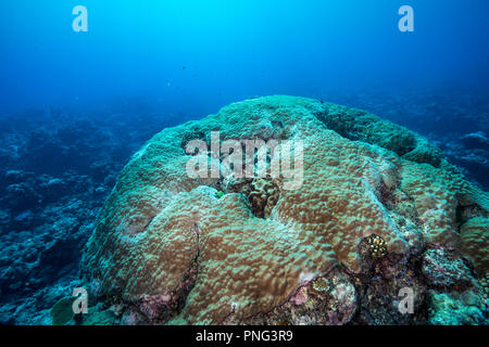 Big stony coral colonia. Isola di Yap Gli Stati Federati di Micronesia Foto Stock