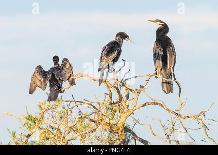 Un Darter e due piccoli cormorani neri su un albero paperbark presso il lago di Pastore a Perth, Western Australia. Foto Stock