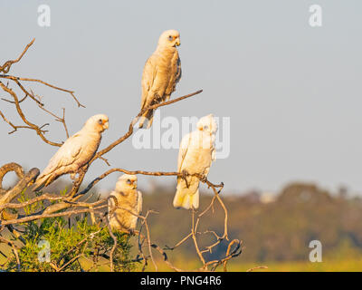 Quattro piccoli Corellas appollaiato su un albero a Lago di Pastore a Perth, Western Australia. Foto Stock