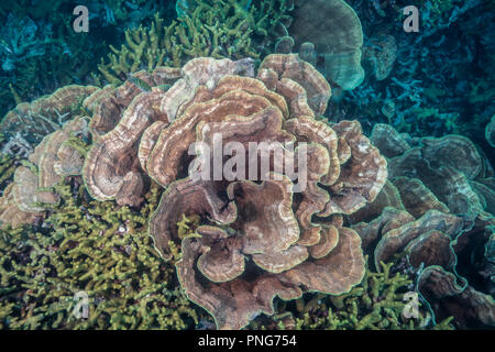 Molto superficiale Coral reef coperti con cavolo coral (Turbinaria sp.). Isola di Yap Gli Stati Federati di Micronesia Foto Stock