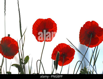 Fiori di papavero o Papaver rhoeas con la luce alle spalle in Italia ricordando 1918 Il Flanders Fields del poema e 1944 i papaveri rossi sul Monte Cassino canzone Foto Stock