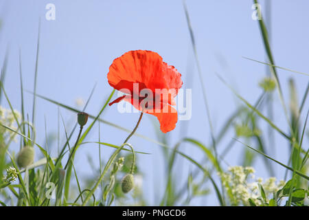 Fiore di papavero o Papaver rhoeas con la luce alle spalle in Italia ricordando 1918 Il Flanders Fields del poema e 1944 i papaveri rossi sul Monte Cassino canzone Foto Stock