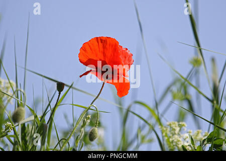 Fiore di papavero o Papaver rhoeas con la luce alle spalle in Italia ricordando 1918 Il Flanders Fields del poema e 1944 i papaveri rossi sul Monte Cassino canzone Foto Stock