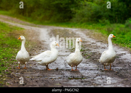 Quattro oche sulla strada del paese. villaggio locale pista appendere fuori. non si scherza con il bianco feathered creature concept Foto Stock