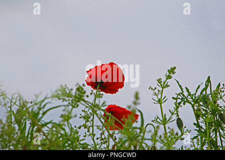 Fiore di papavero o Papaver rhoeas con la luce alle spalle in Italia ricordando 1918 Il Flanders Fields del poema e 1944 i papaveri rossi sul Monte Cassino canzone Foto Stock