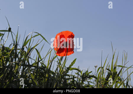 Fiore di papavero o Papaver rhoeas con la luce alle spalle in Italia ricordando 1918 Il Flanders Fields del poema e 1944 i papaveri rossi sul Monte Cassino canzone Foto Stock