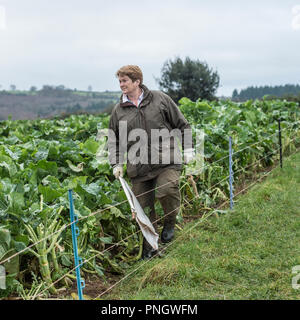 Signora battendo su un fagiano shoot Foto Stock