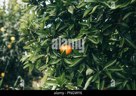 Close-up di alberi di arancio con arance su di essi nel giardino. Delizioso e sano cibo Foto Stock