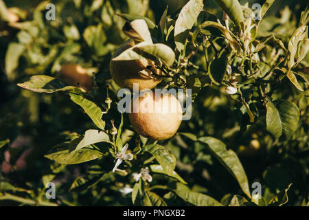 Close-up di alberi di mandarino con i mandarini su di essi nel giardino. Tangerini su un ramo. Delizioso e sano cibo Foto Stock
