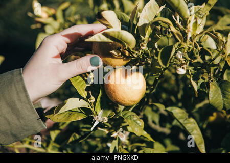 Un close-up persona sta andando a strappare il mandarino dal ramo. Tangerini su un ramo. Tempo del raccolto. Delizioso e sano cibo Foto Stock