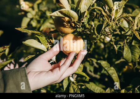 Un close-up persona sta andando a strappare il mandarino dal ramo. Tangerini su un ramo. Tempo del raccolto. Delizioso e sano cibo Foto Stock