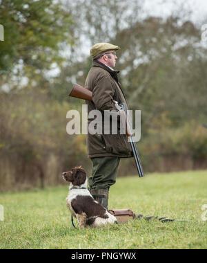 Uomo fagiani di tiro con un fucile da caccia e springer spaniel Foto Stock