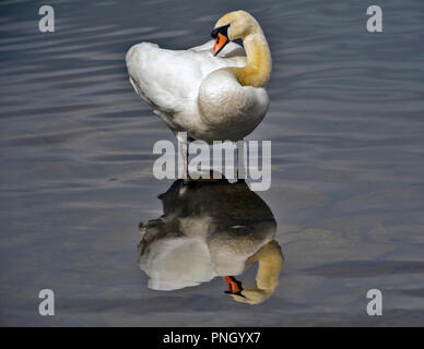 Cigno, Cygnus olor, stando in piedi in acque poco profonde e preening con bella riflessione sull'acqua. Foto Stock