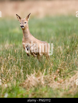 Capriolo, Capreolo capreolo Foto Stock