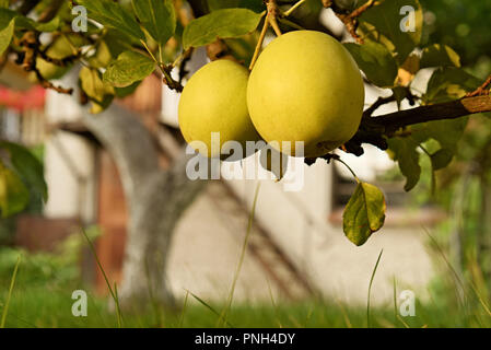 Giallo mele biologiche appeso sul ramo di un albero nel giardino nel cortile, nel tardo pomeriggio la luce solare, sfondo sfocato Foto Stock