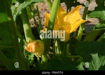 Zucchine organico cresce in orto in estate, grande fiore d'oro e poco bud in presenza di luce solare, in un boschetto di foglie verdi Foto Stock