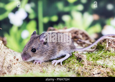 Un giovane mouse di legno fotografato in una naturale cerca set di studio prima di essere uscito illeso. Foto Stock