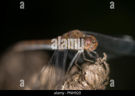 Libellula comune seduti sulla punta di un impianto Foto Stock