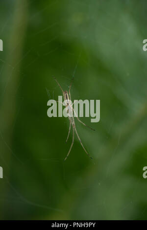 A lungo a ganasce orb weaver nel suo web Foto Stock