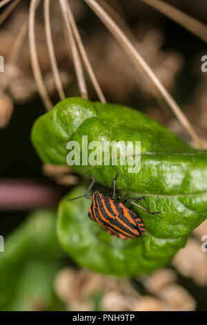 Schermo foderato bug su un impianto Foto Stock