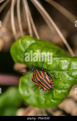 Schermo foderato bug su un impianto Foto Stock