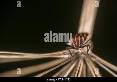 Schermo foderato bug su un impianto Foto Stock