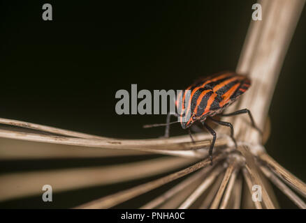 Schermo foderato bug su un impianto Foto Stock
