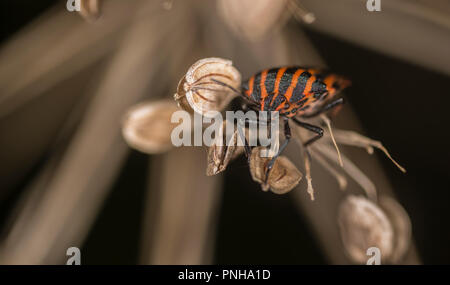 Schermo foderato bug su un impianto Foto Stock