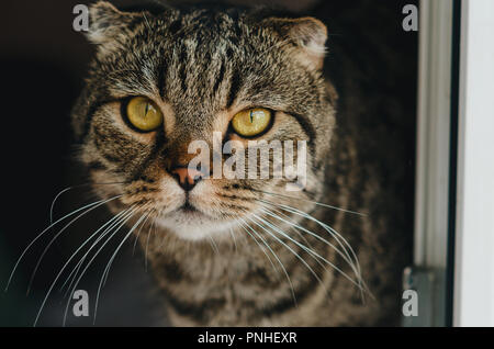 Scottish Fold gatto grigio, orecchie a casa Foto Stock