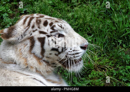 La tigre bianca o imbianchiti tiger è una variante di pigmentazione della tigre del Bengala Foto Stock
