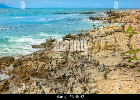 Colonia di pinguini a Stony Point, Betty's Bay su Clarence Drive in Western Cape, Sud Africa. Punto pietroso Riserva Naturale è sede di una delle più grandi colonie di allevamento del pinguino africano nel mondo. Foto Stock