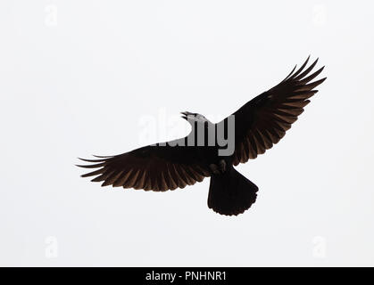 Raven, Corvus corax volare sopra con ali sparse, sotto il cielo bianco Foto Stock