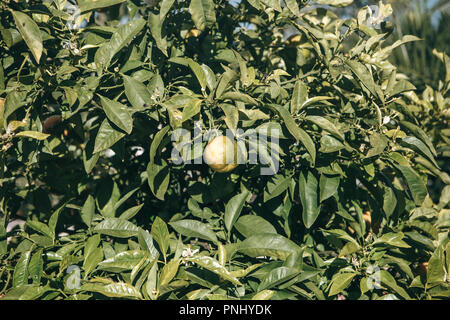 Close-up di alberi di mandarino con i mandarini su di essi nel giardino. Tangerini su un ramo. Delizioso e sano cibo Foto Stock