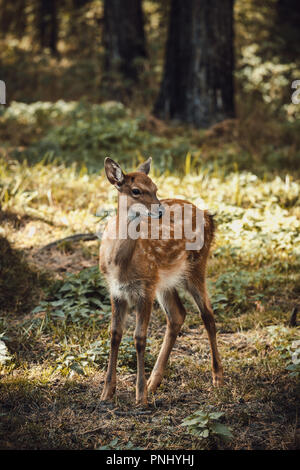 Capriolo ritratto nella foresta Foto Stock