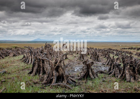 Nella contea di Sligo Sligo Irlanda. 13 Agosto, 2009. Zolle di essiccazione del fondo erboso in estate in un Bog nella contea di Sligo, Irlanda. Foto Stock