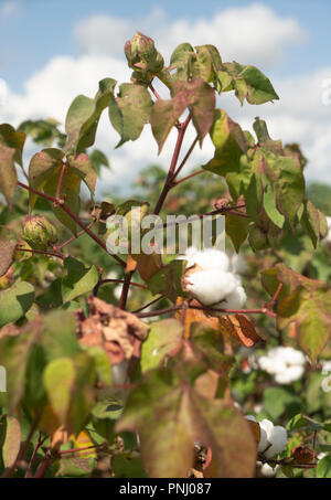In stretta su un campo agricolo di piante di cotone boll maturo e pronto per la mietitura Foto Stock