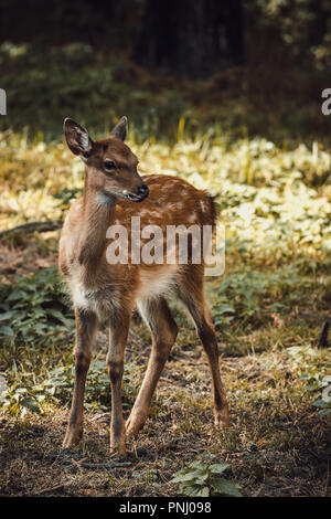 Piccolo capriolo ritratto nella foresta Foto Stock