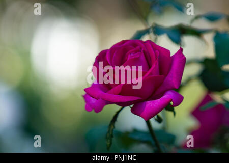 Red Rose fiore liscio contro lo sfondo sfocato. Bellissimi fiori estate scena. Spazio libero per inserire il testo Foto Stock