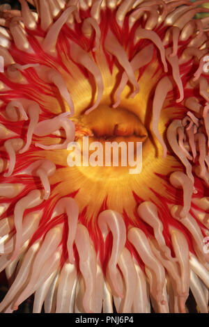Pesce-eating anemone marittimo (Urticina piscivora) in dettaglio Foto Stock