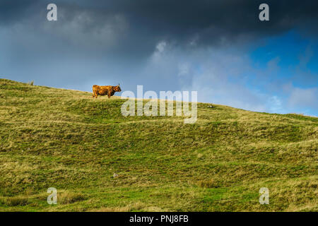 Lone highland mucca sul pendio di una collina a guardare nel la distanza. Soleggiato ma sotto la nube scura Foto Stock