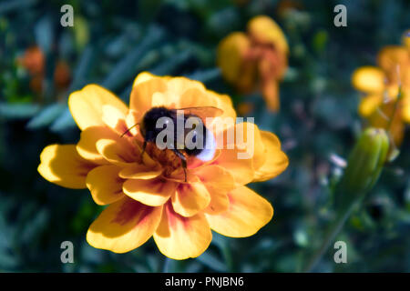 Carino di spessore Bumble Bee raccolgono miele da luminosa tagete con rosso e petali gialli Foto Stock