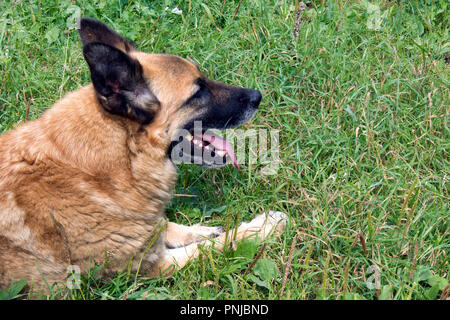 Rosso simpatico cane pastore in appoggio sull'erba con la bocca aperta Foto Stock