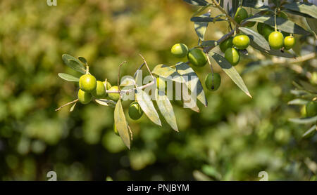 Vista ravvicinata di ripe olive verdi su un ramo di un albero Foto Stock