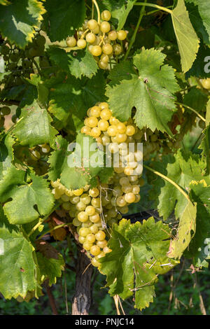 Close up di ripe di uva bianca appesa su vite in un vigneto vicino al tempo del raccolto. Foto Stock