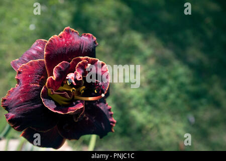 Bella borgogna erba del fiore di giardino terry tulip lussureggiante con petali closeup Foto Stock