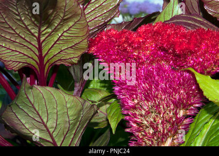 Bel fiore del giardino viola Celosia cristata contro il verde delle foglie con striature borgogna Foto Stock