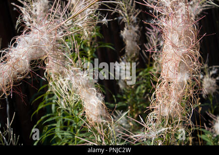 Coppia willow-herb fluffy infloresences con cialde e foglie contro il legno scuro recinzione marrone Foto Stock